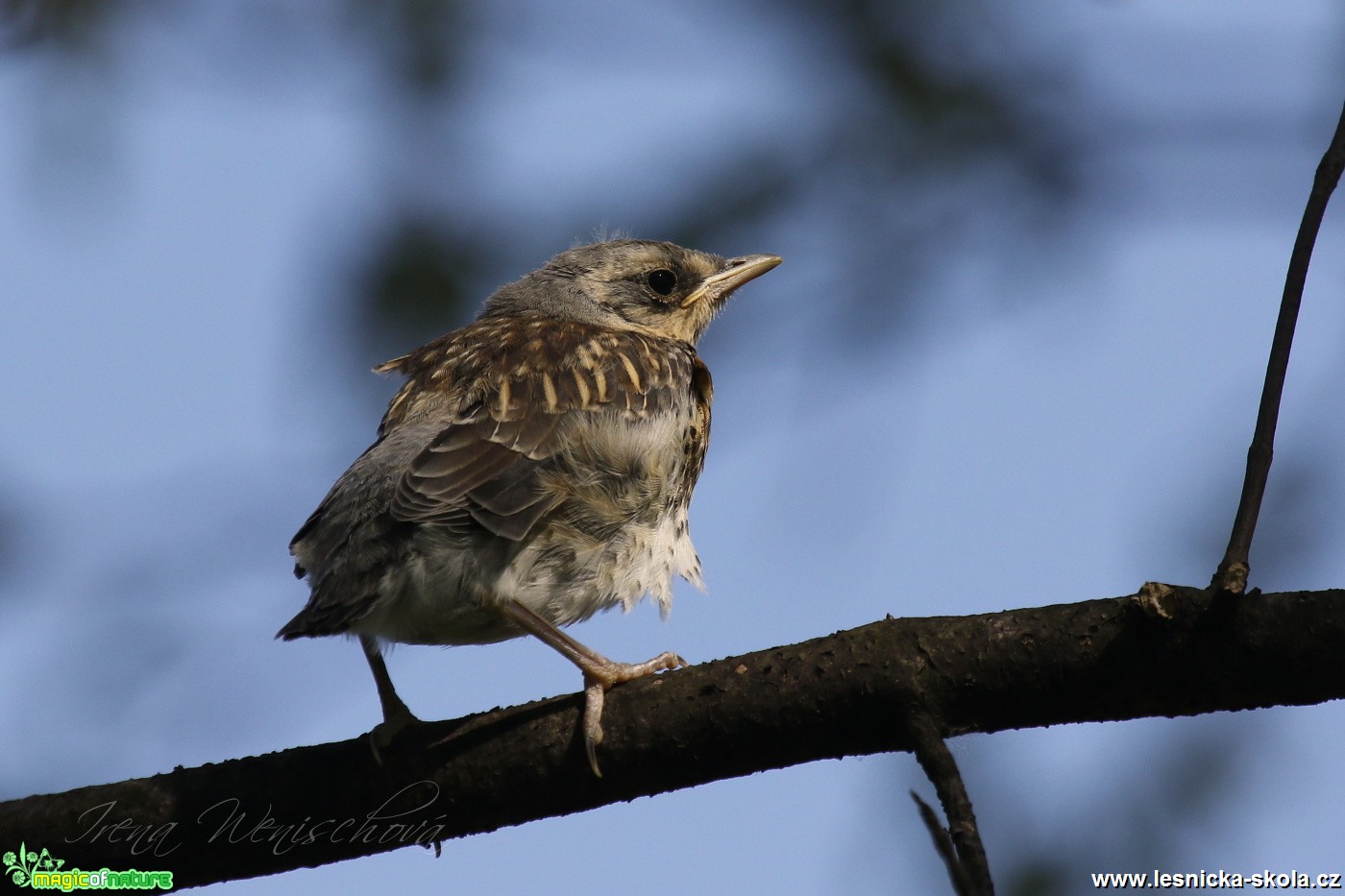 Drozd kvíčala - mládě - Turdus pilaris - Foto Irena Wenischová