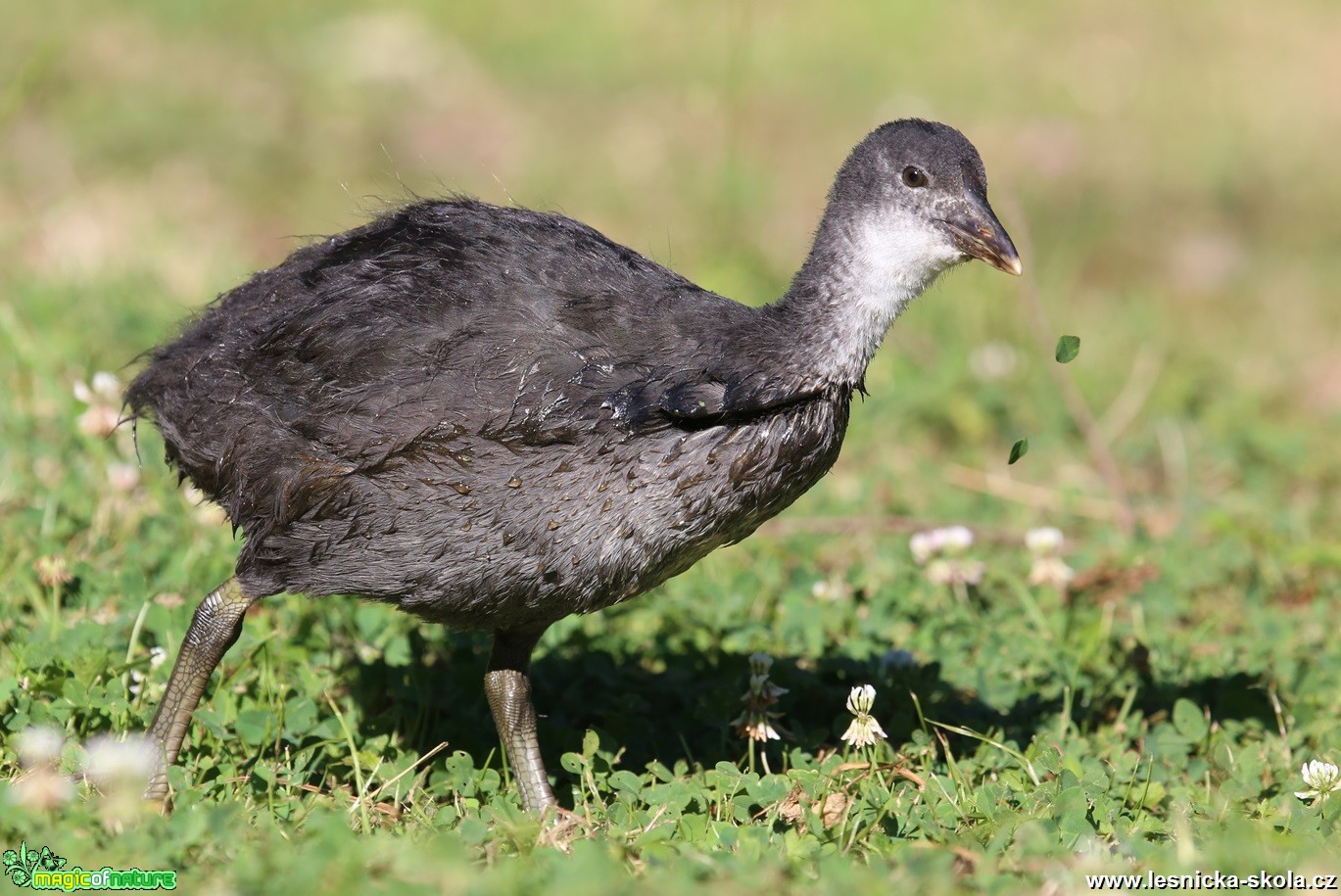 Lyska černá - Fulica atra - Foto Irena Wenischová (1)