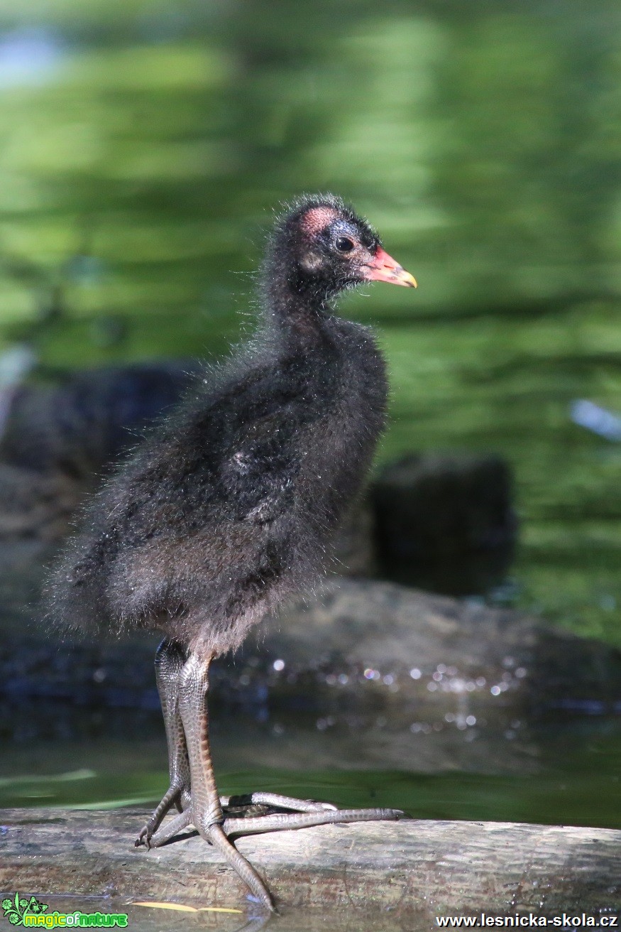 Lyska černá - Fulica atra - Foto Irena Wenischová (2)