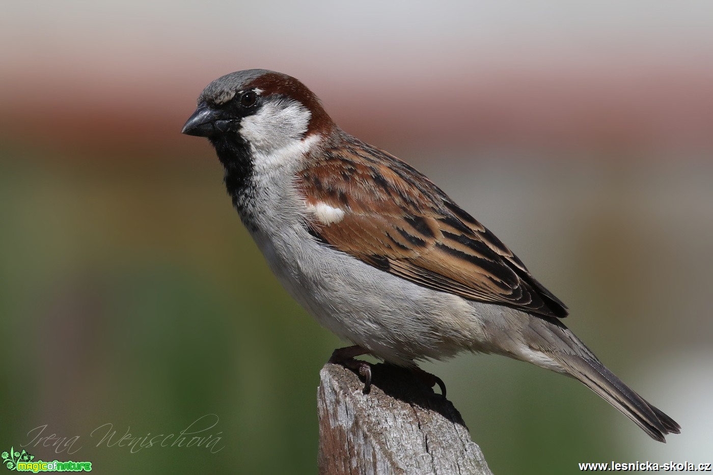 Vrabec domácí - Passer domesticus - Foto Irena Wenischová (2)