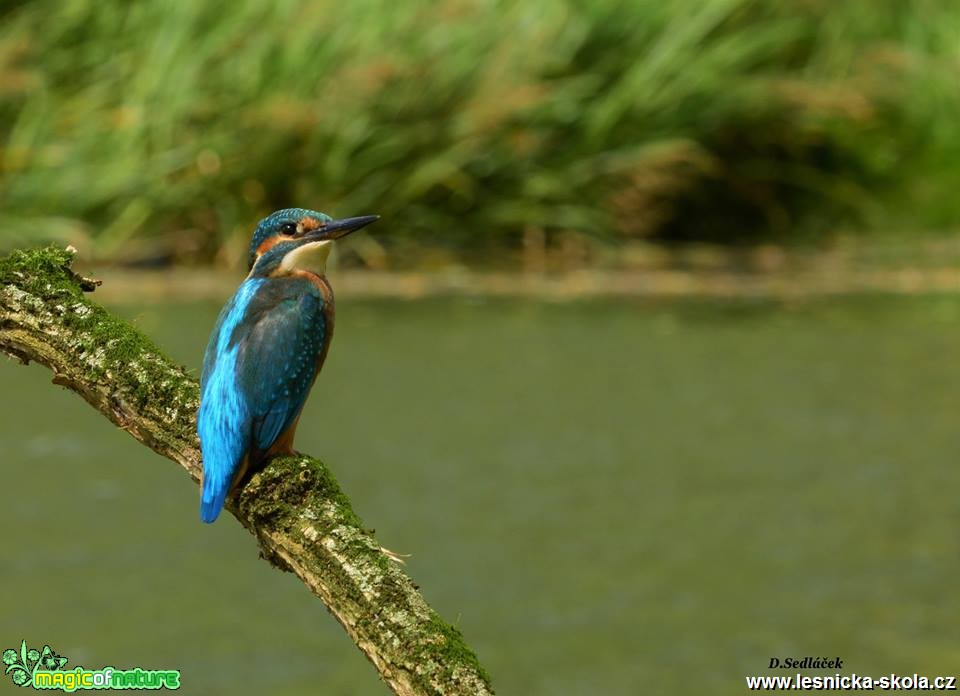 Ledňáček říční - Alcedo atthis - Foto Dušan Sedláček (14)