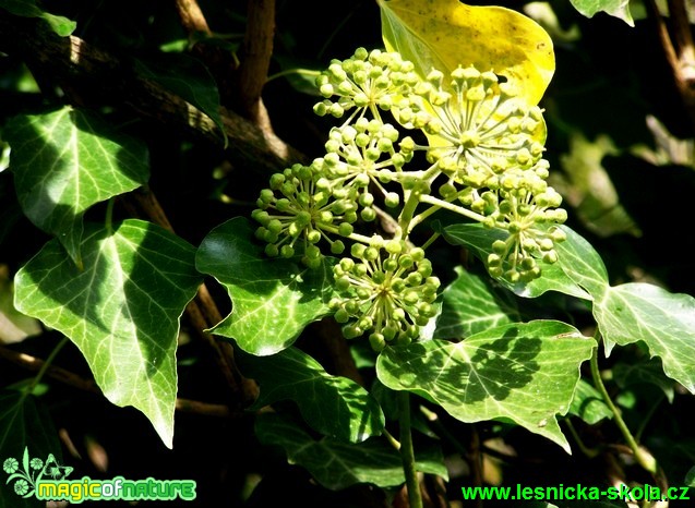 Břečťan popínavý - Hedera helix (2) - Foto David Hlinka