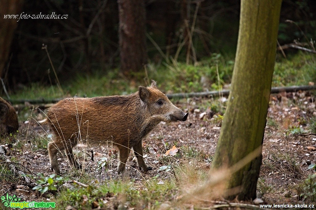 Prase divoké - Sus scrofa - Foto Lukáš Zahrádka (1)