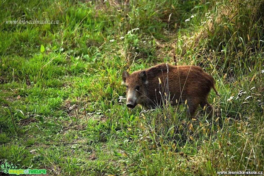 Prase divoké - Sus scrofa - Foto Lukáš Zahrádka (2)