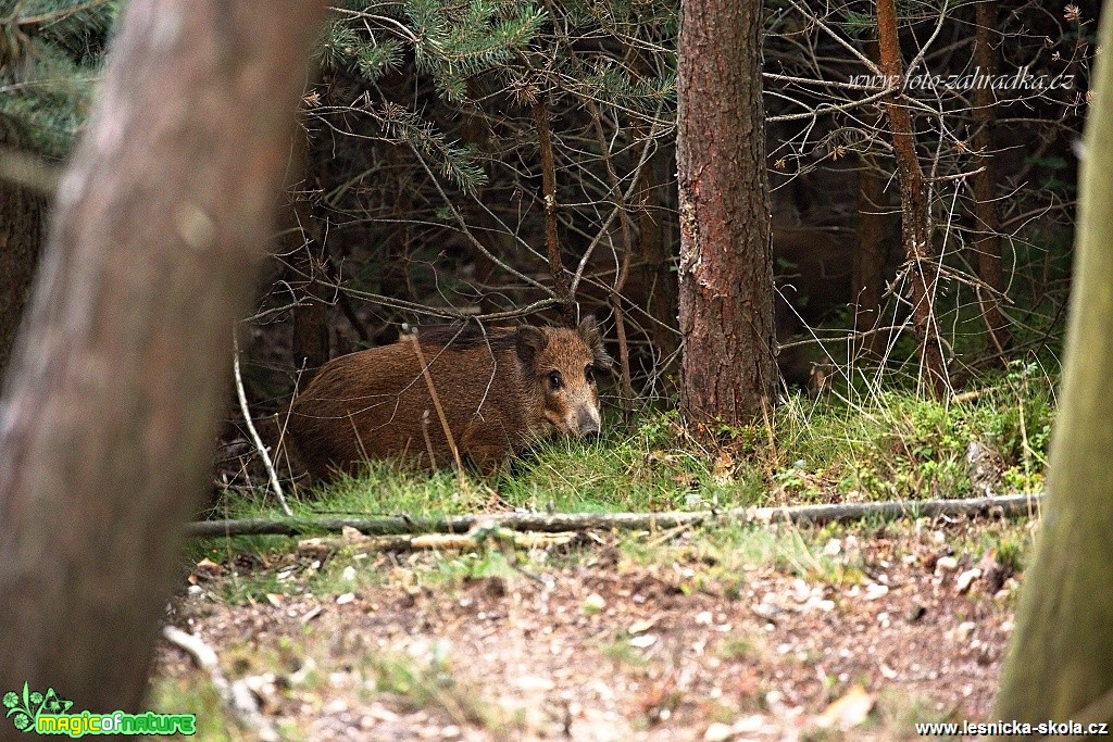 Prase divoké - Sus scrofa - Foto Lukáš Zahrádka (3)