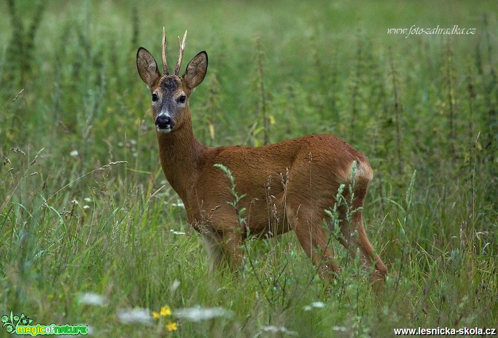 Srnec obecný - Capreolus capreolus - Foto Lukáš Zahrádka