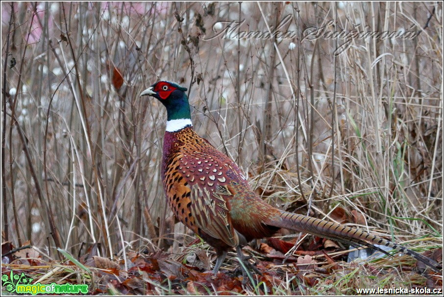 Bažant obecný (samec) - Phasianus colchicus - Foto Monika Suržinová