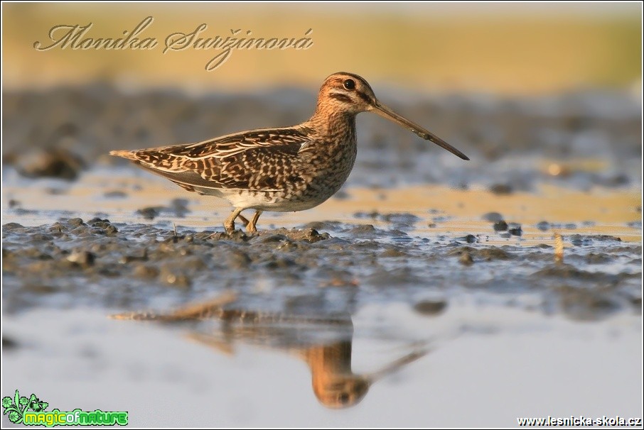 Bekasina otavní - Gallinago gallinago - Foto Monika Suržinová