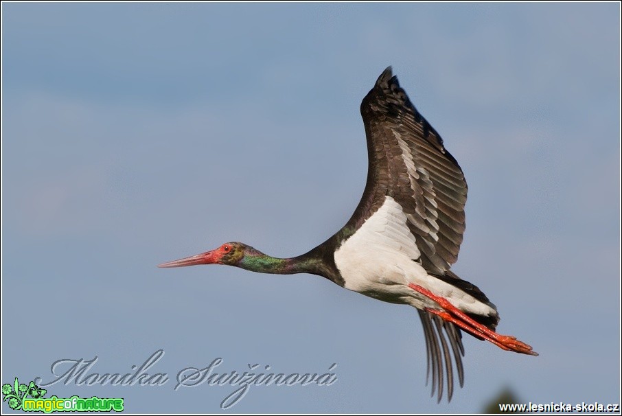 Čáp černý - Ciconia nigra - Foto Monika Suržinová