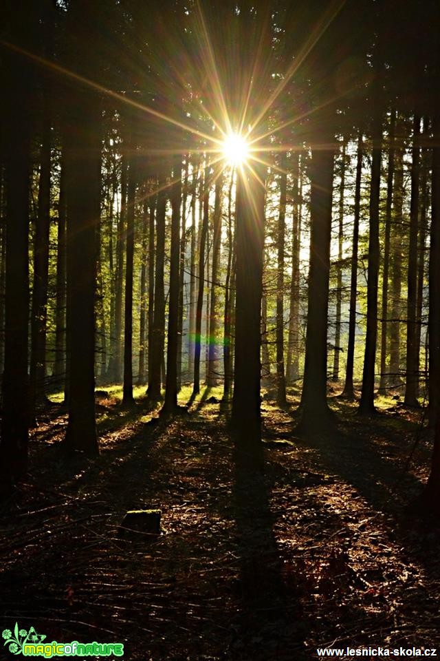 Tajemné ráno v lese - Foto Marie Vykydalová (1)