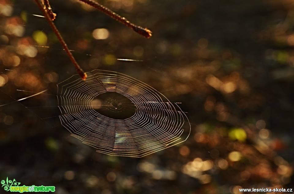 Pavučina v lesích - Foto Marie Vykydalová