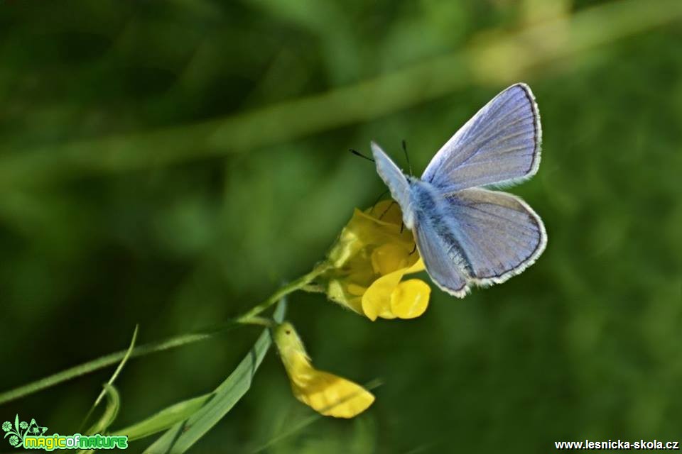 Život na zahradě - Foto Marie Vykydalová (5)