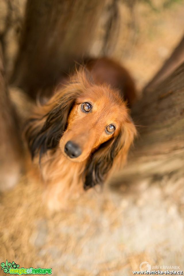 Jozífek - Foto Jiří Křivánek