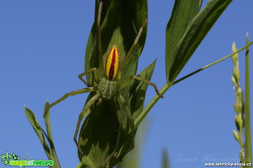 Maloočka smaragdová - Micrommata virescens - Foto Irena Wenischová