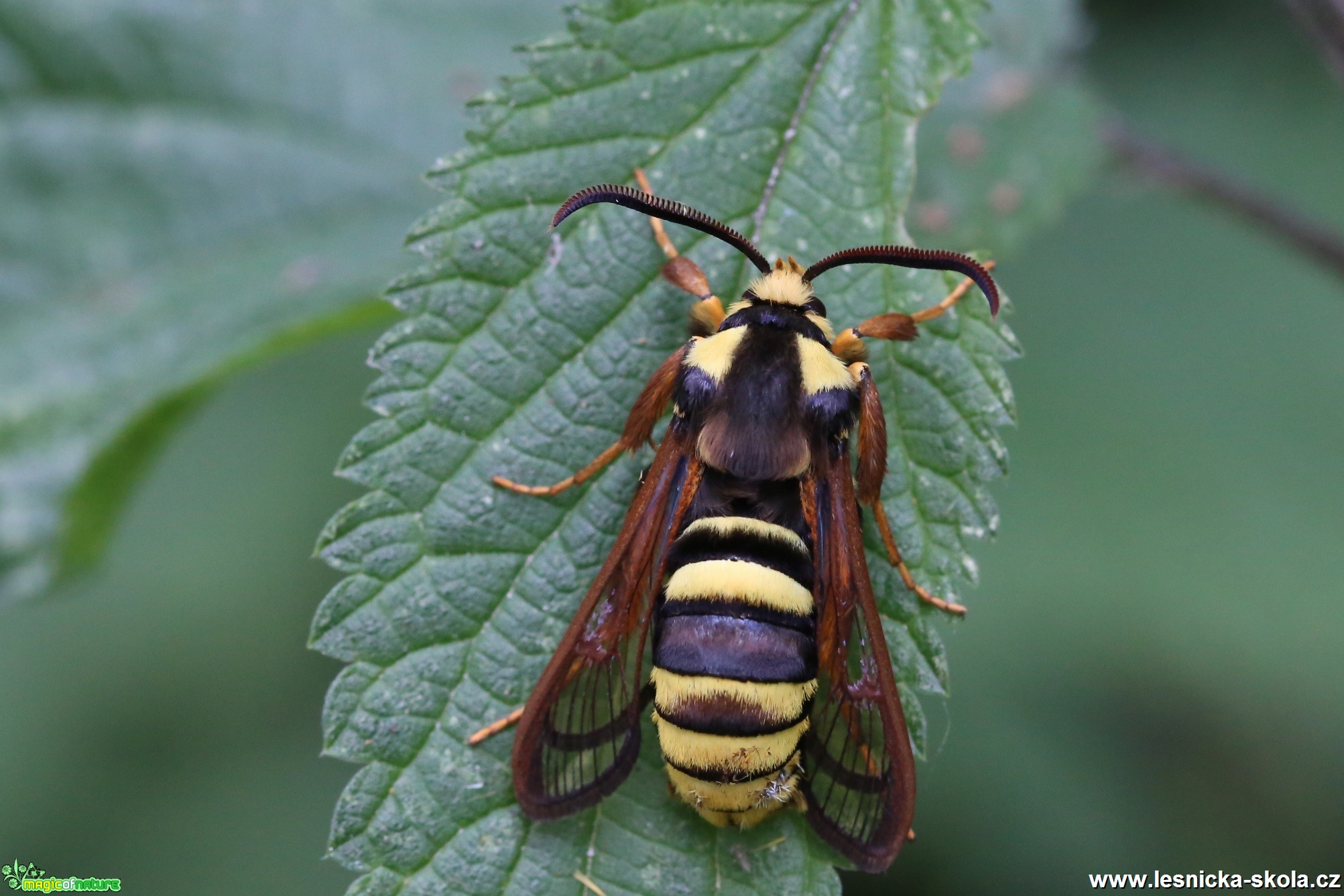 Nesytka sršňová - Sesia apiformis - Foto Irena Wenischová