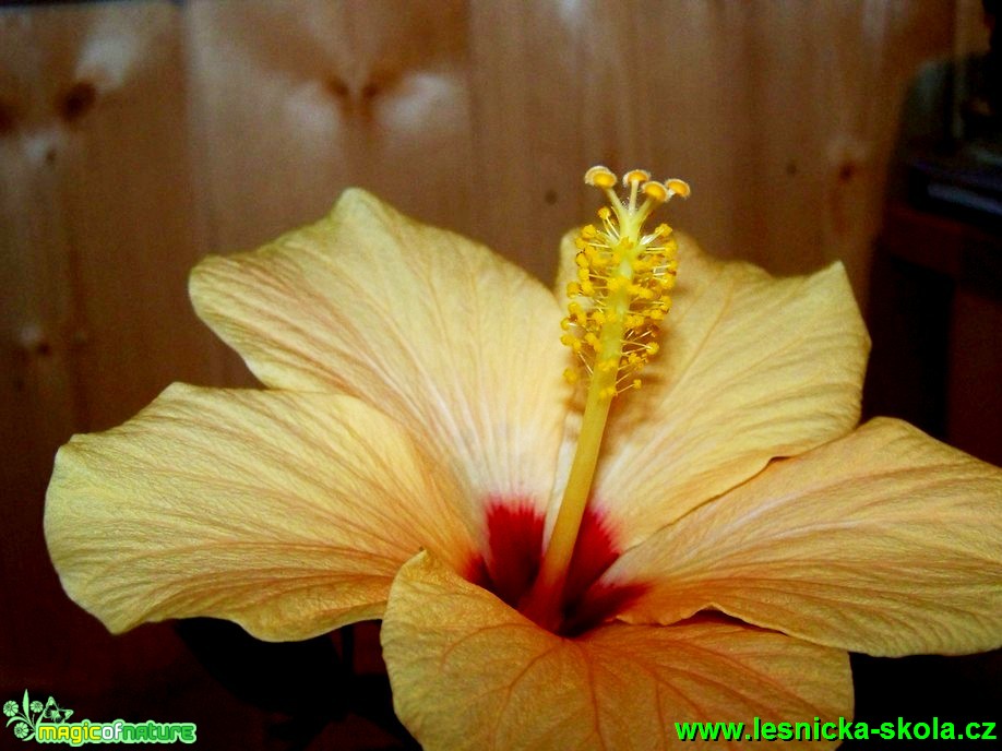 Ibišek - Hibiscus - Foto David Hlinka