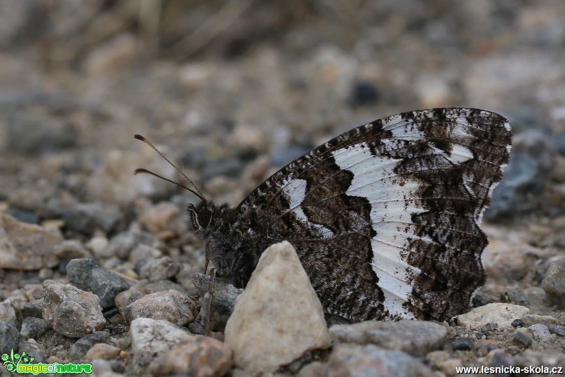 Okáč voňavkový - Brintesia circe - Foto Irena Wenischová