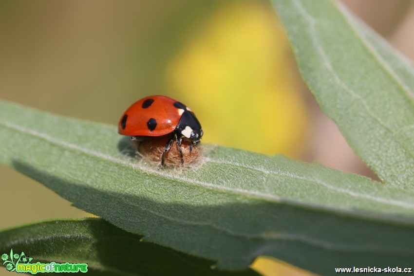 Slunéčko sedmitečné - Coccinella septempunctata - parazitované lumčíkem - Foto Irena Wenischová