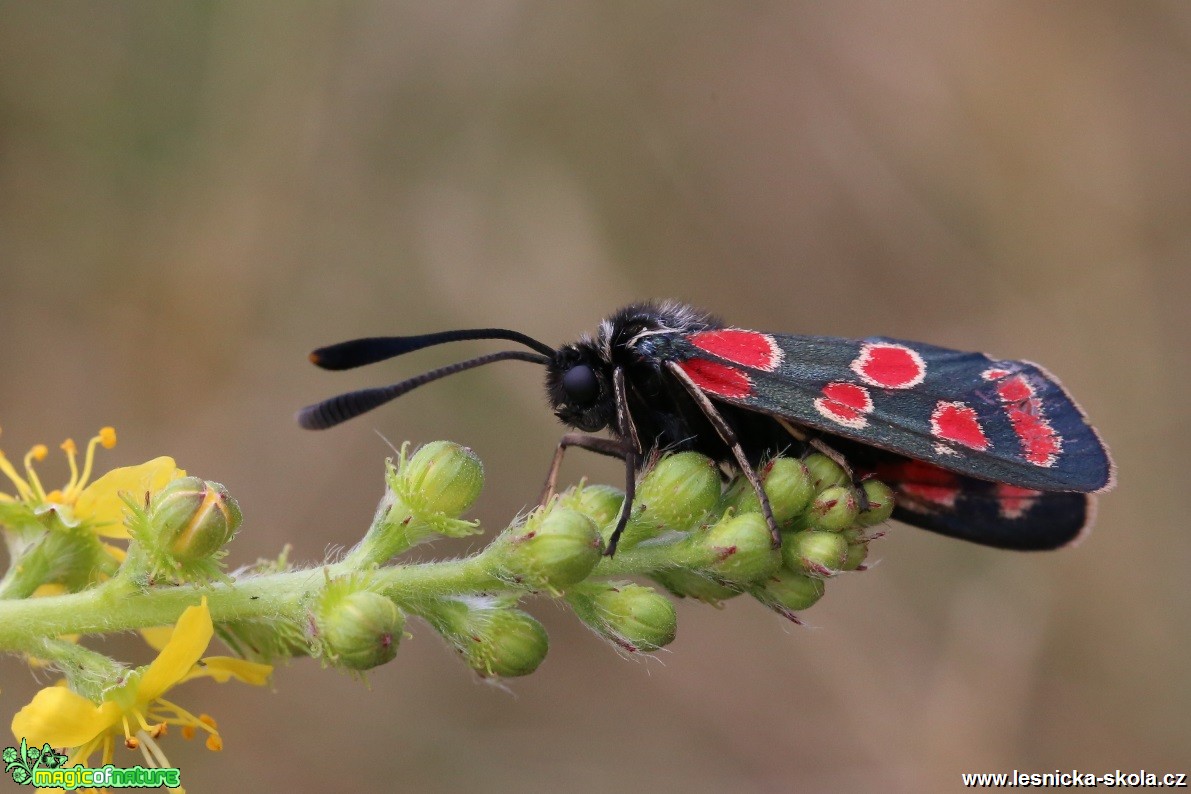 Vřetenuška ligrusová - Zygaena carniolica - Foto Irena Wenischová