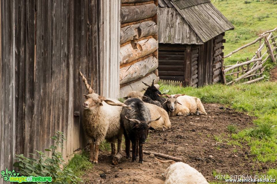 Domácí zvířata na horách - Foto Jozef Pitoňák (2)