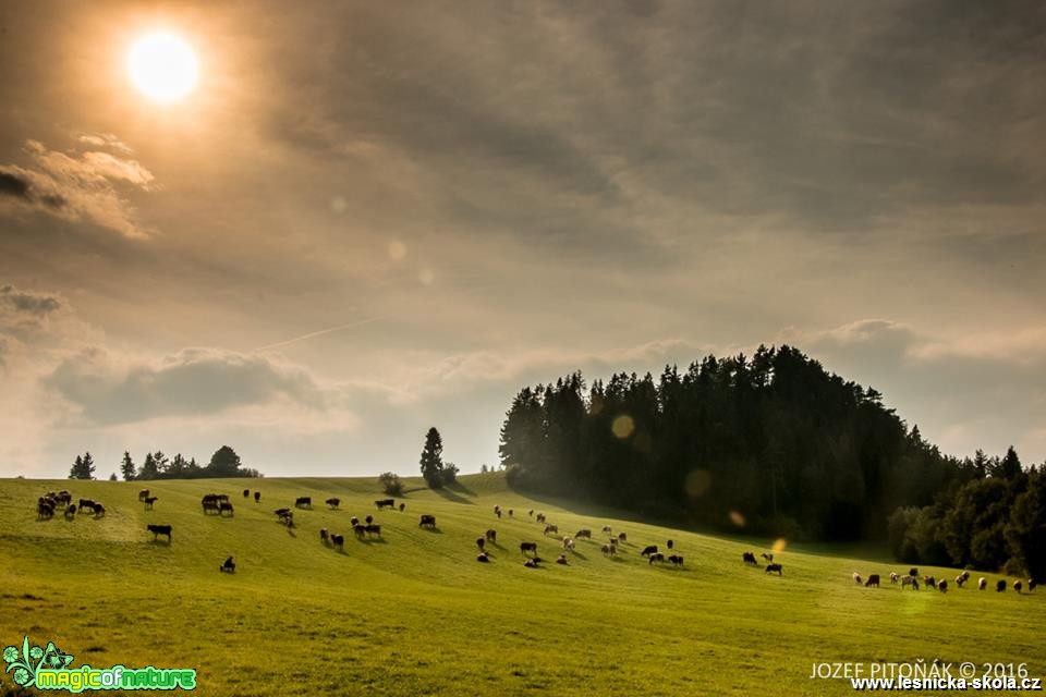 Domácí zvířata na horách - Foto Jozef Pitoňák (3)