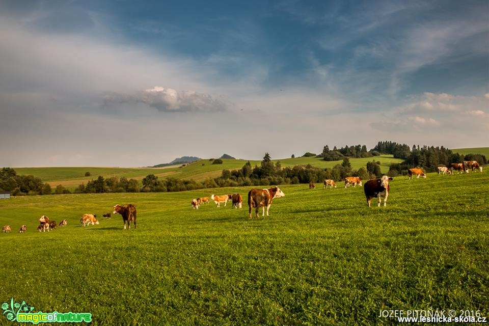 Domácí zvířata na horách - Foto Jozef Pitoňák (4)