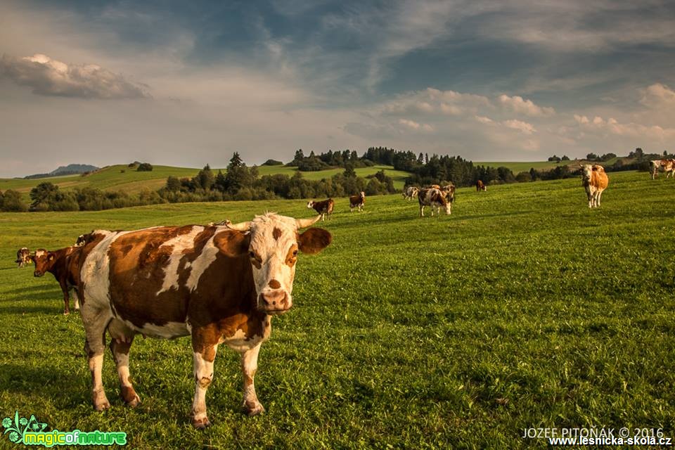 Domácí zvířata na horách - Foto Jozef Pitoňák (13)