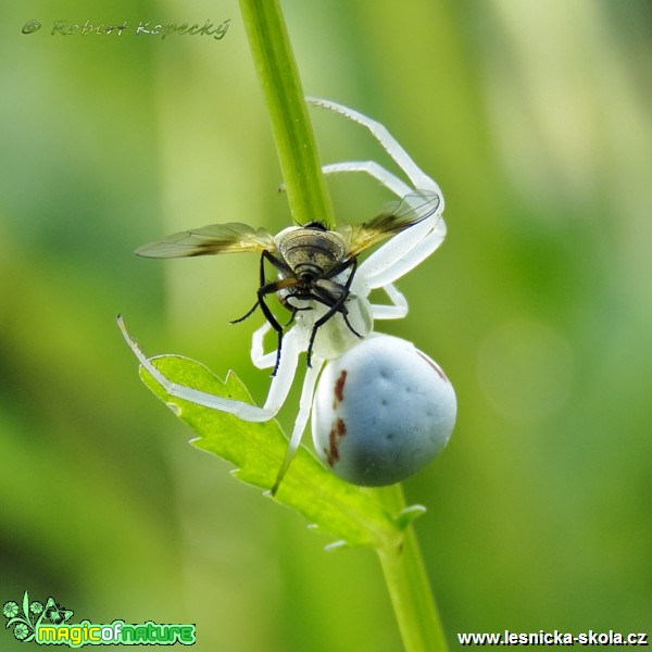 Běžník kopretinový - Misumena vatia ♀ - Foto Robert Kopecký