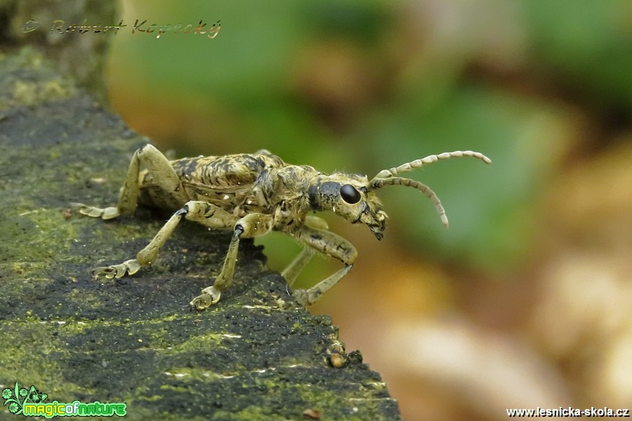 Kousavec páskovaný - Rhagium sycophanta - Foto Robert Kopecký