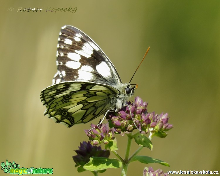 Okáč bojínkový - Melanargia galathea - Foto Robert Kopecký