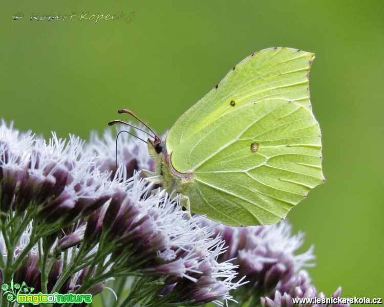 Žluťásek řešetlákový - Gonepteryx rhamni ♀ - Foto Robert Kopecký