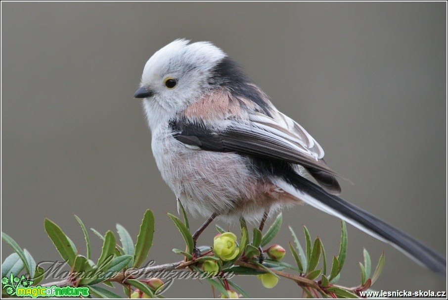 Mlynařík dlouhoocasý - Aegithalos caudatus - Foto Monika Suržinová (2)