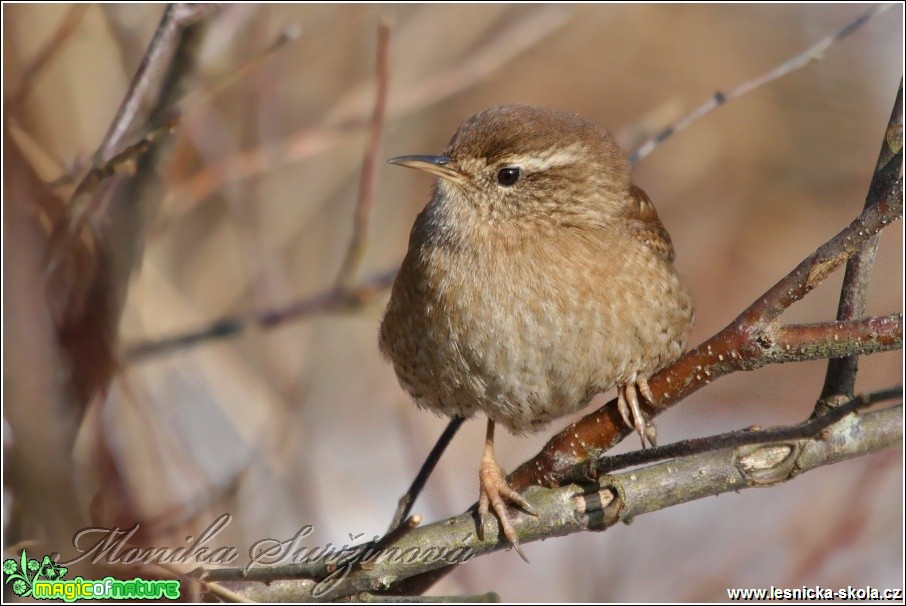 Střízlík obecný - Troglodytes troglodytes - Foto Monika Suržinová (1)