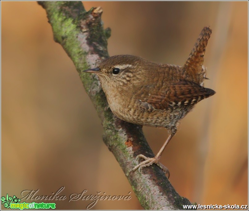 Střízlík obecný - Troglodytes troglodytes - Foto Monika Suržinová (2)