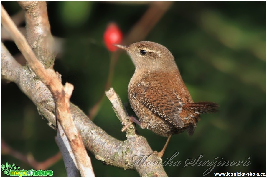 Střízlík obecný - Troglodytes troglodytes - Foto Monika Suržinová (3)