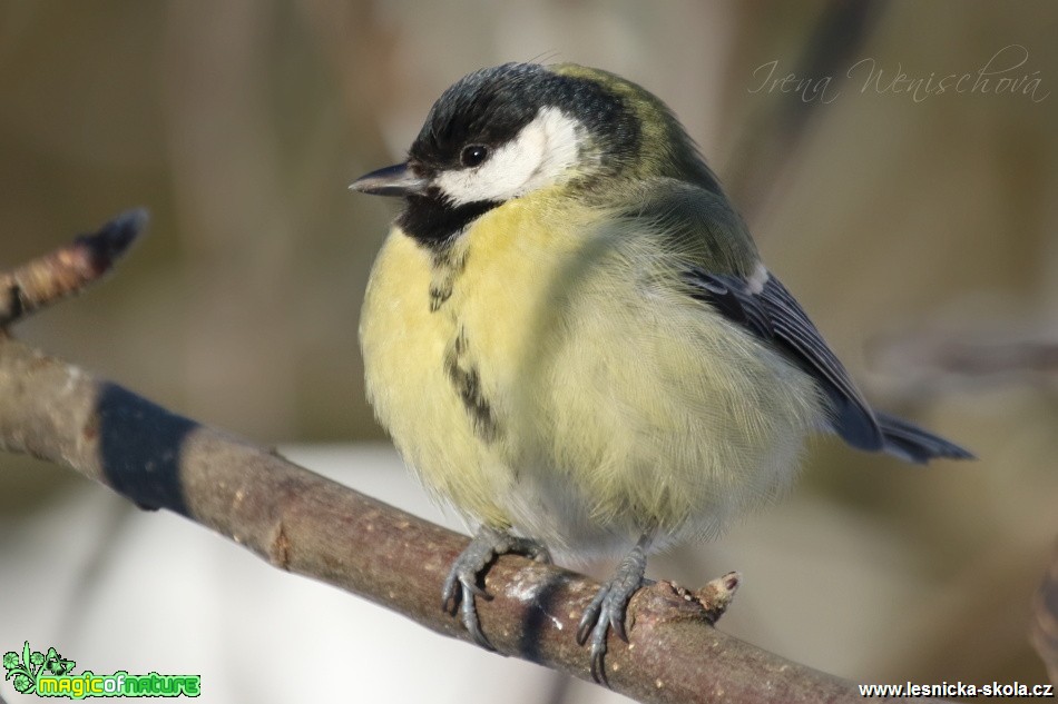 Sýkora koňadra -  Parus major - Foto Irena Wenischová (20)