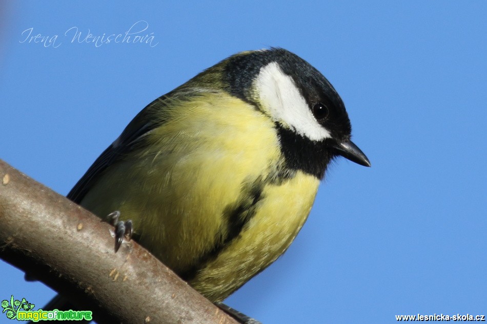 Sýkora koňadra - Parus major - Foto Irena Wenischová (9)