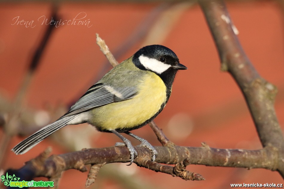 Sýkora koňadra - Parus major - Foto Irena Wenischová (10)