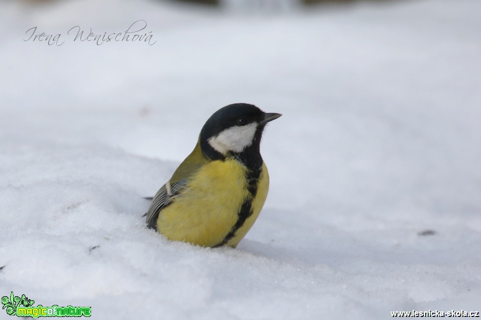 Sýkora koňadra - Parus major - Foto Irena Wenischová (14)