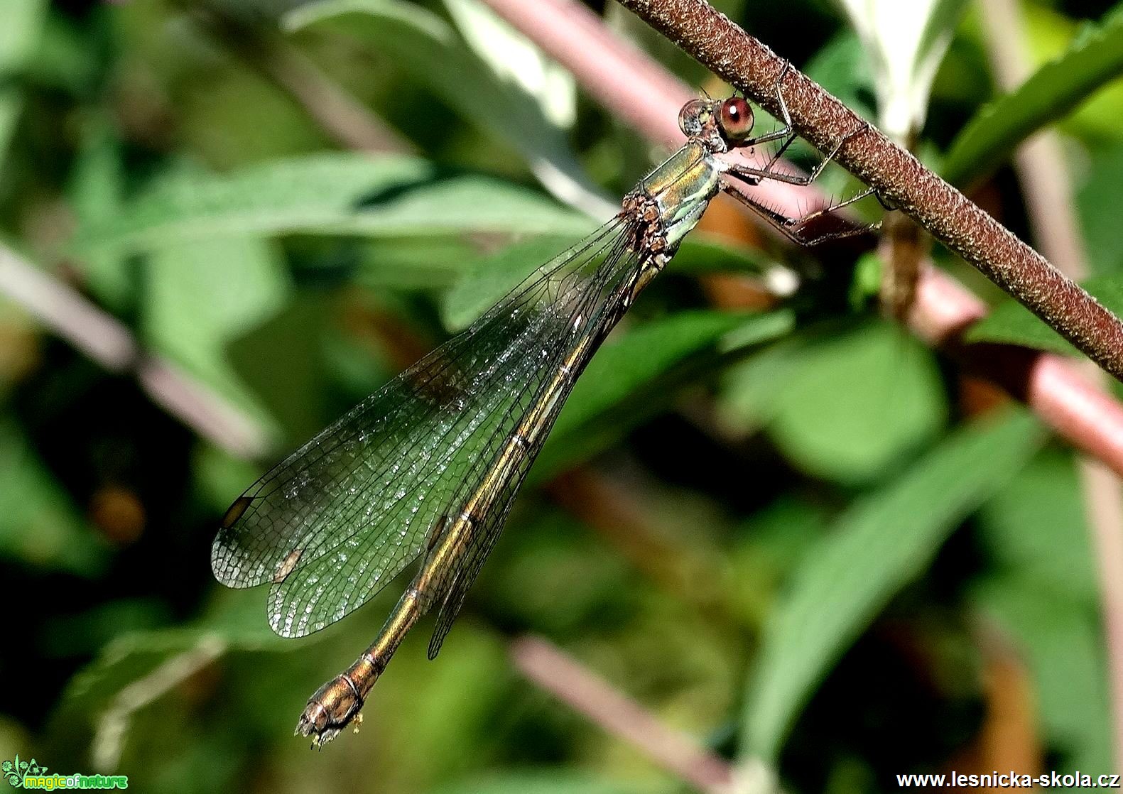 Šídlatka velká - Lestes viridis - Foto Miloslav Míšek