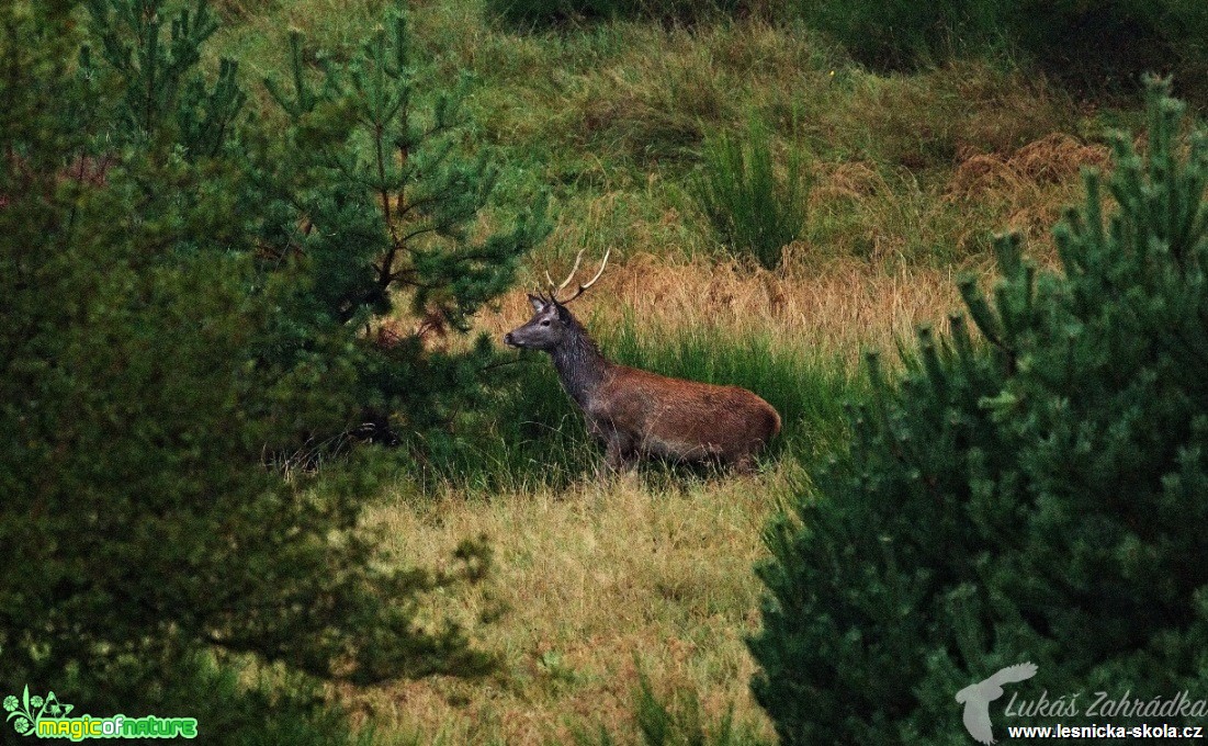 Jelení zvěř - Foto Lukáš Zahrádka (1)