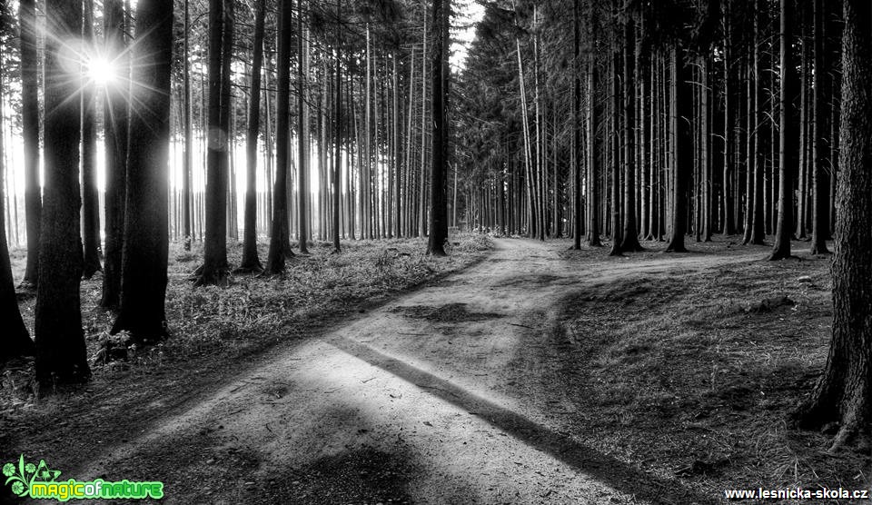 Říjnové slunce v lesích - Foto Ladislav Jonák