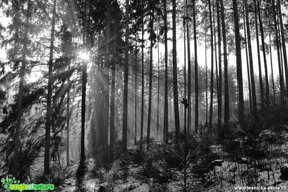 Slunce v lesích při východu - Foto Ladislav Jonák