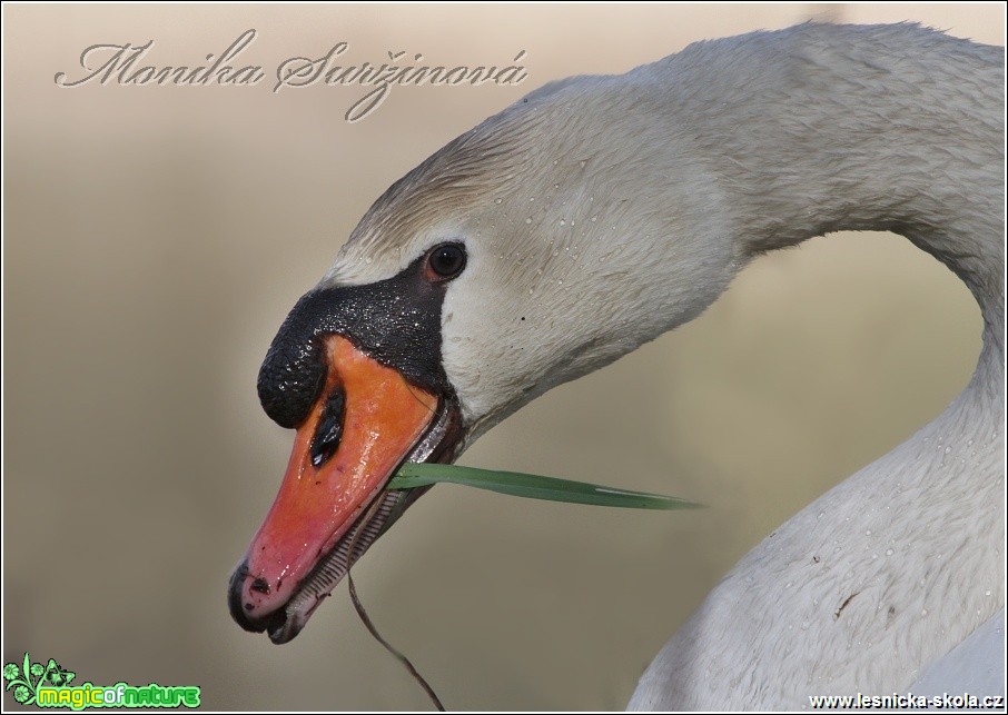 Labuť velká - Cygnus olor - Foto Monika Suržinová (2)