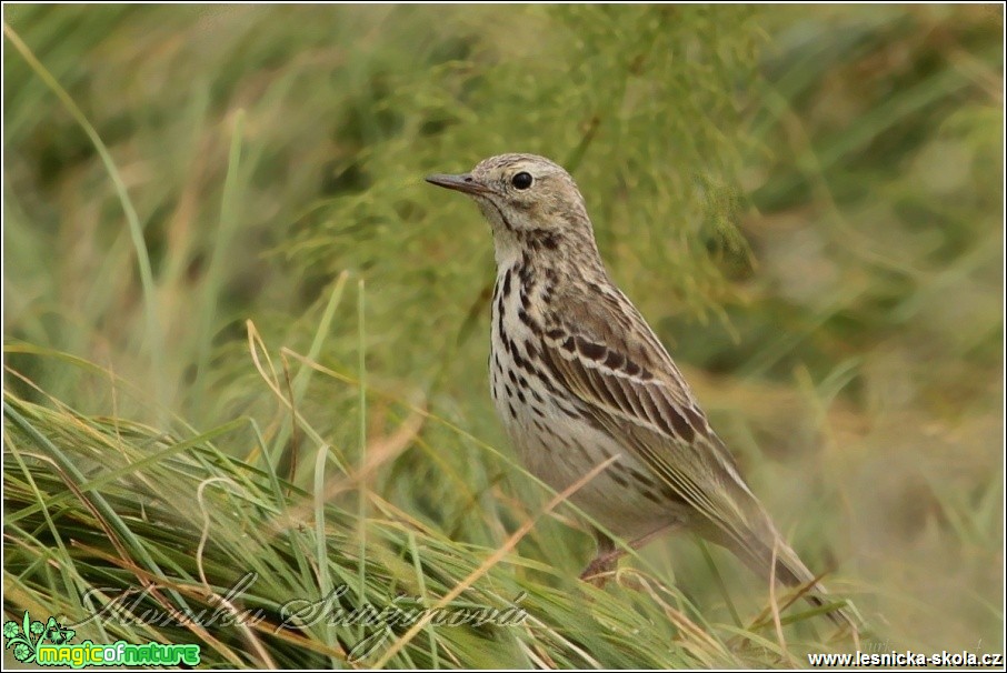 Linduška luční - Anthus pratensis - Foto Monika Suržinová