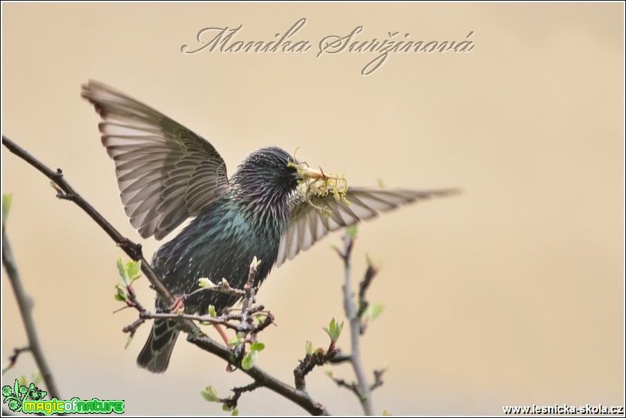 Špaček obecný - Sturnus vulgaris - Foto Monika Suržinová