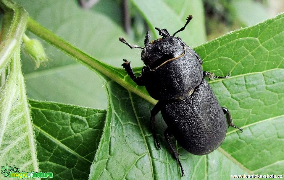 Roháček kozlík - Dorcus parallelipipedus - Foto Rasťo Salčík