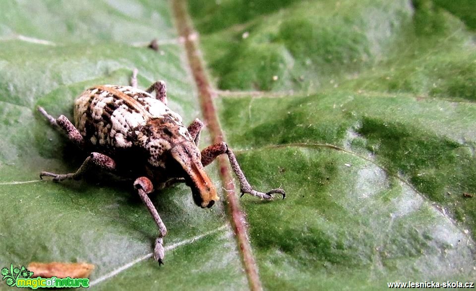 Rýhonosec skvrnitý - Cyphocleonus dealbatus - Foto Rasťo Salčík