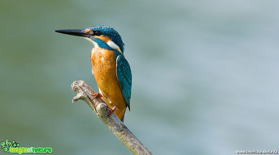 Ledňáček říční - Alcedo atthis - Foto Pavel Balazka (3)