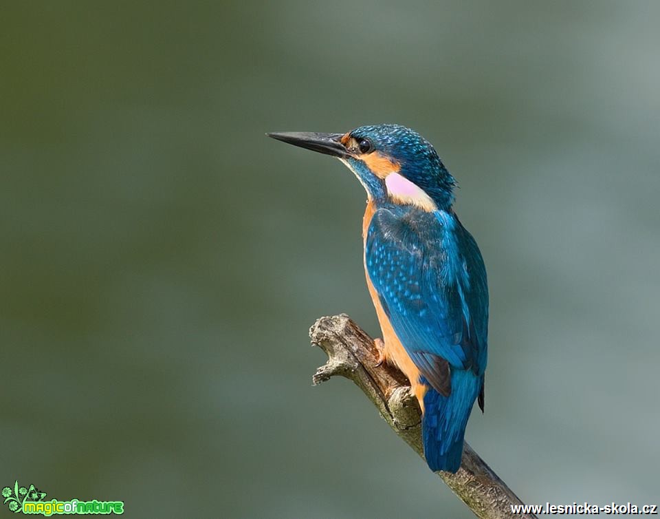 Ledňáček říční - Alcedo atthis - Foto Pavel Balazka (4)